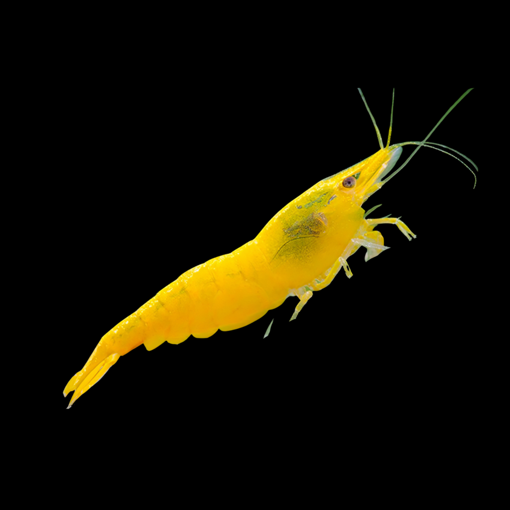 Neocaridina Davidi Yellow (1 - 1.5cm)