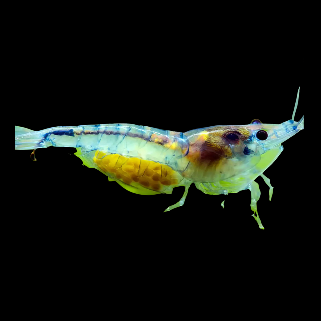 Rilli Shrimp Neocaridina Heteropoda Rilli Shrimp (1 - 1.5cm)