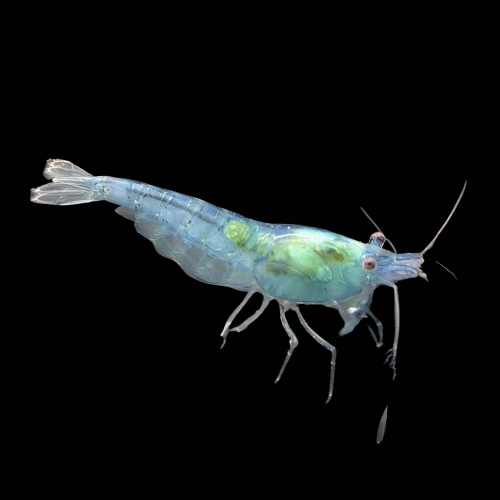 Neocaridina Sp Blue Star Striped (1cm)