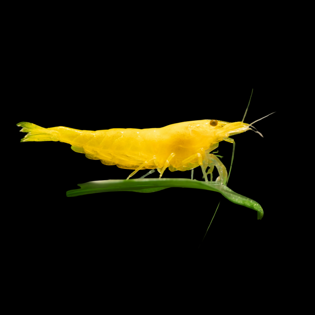Neocaridina Yellow Neon (1.5 - 2cm)