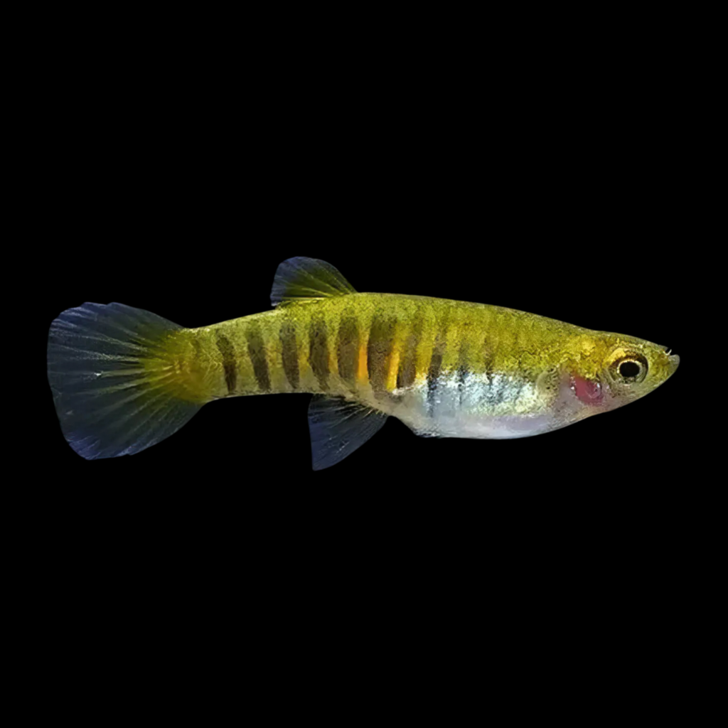 Neoheterandria Elegans (1.5cm)