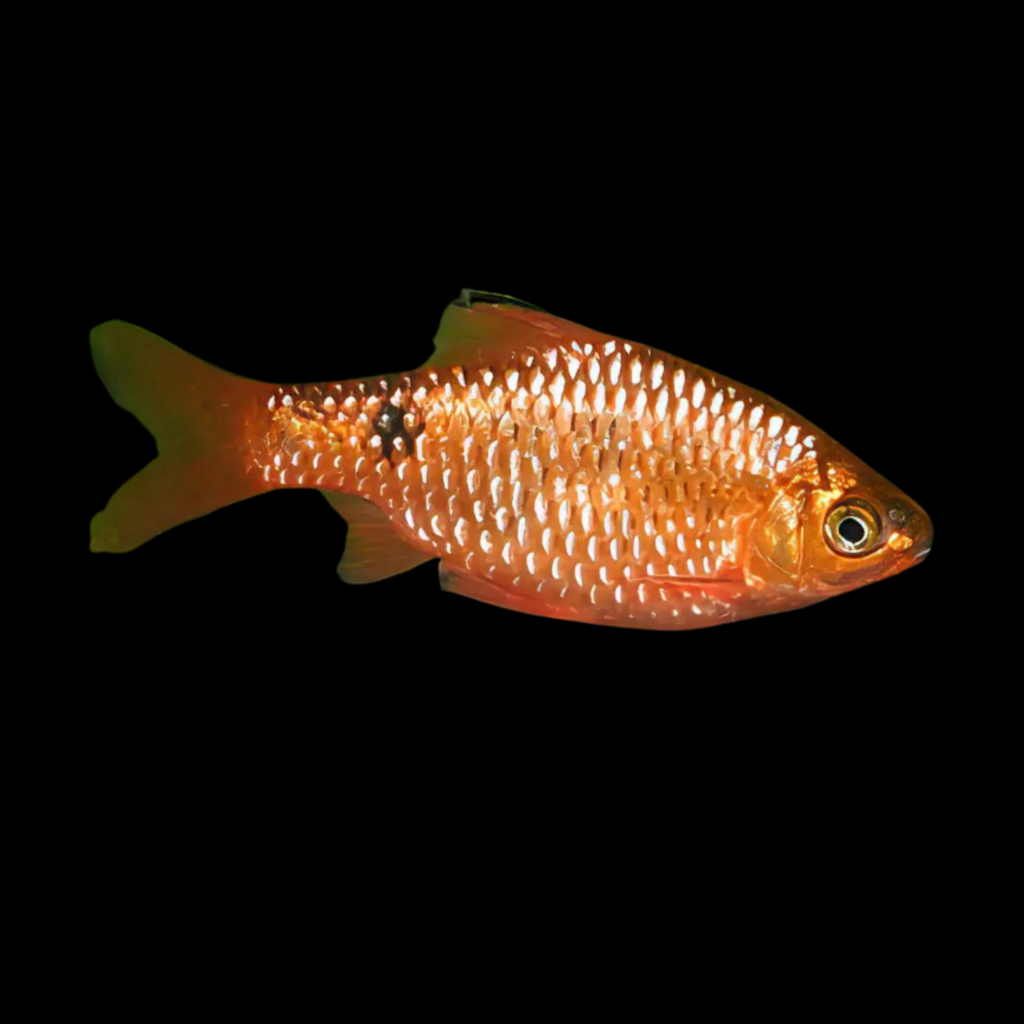 Barbus Conchonius Neon Orange Supercolor (3.5 - 4cm)