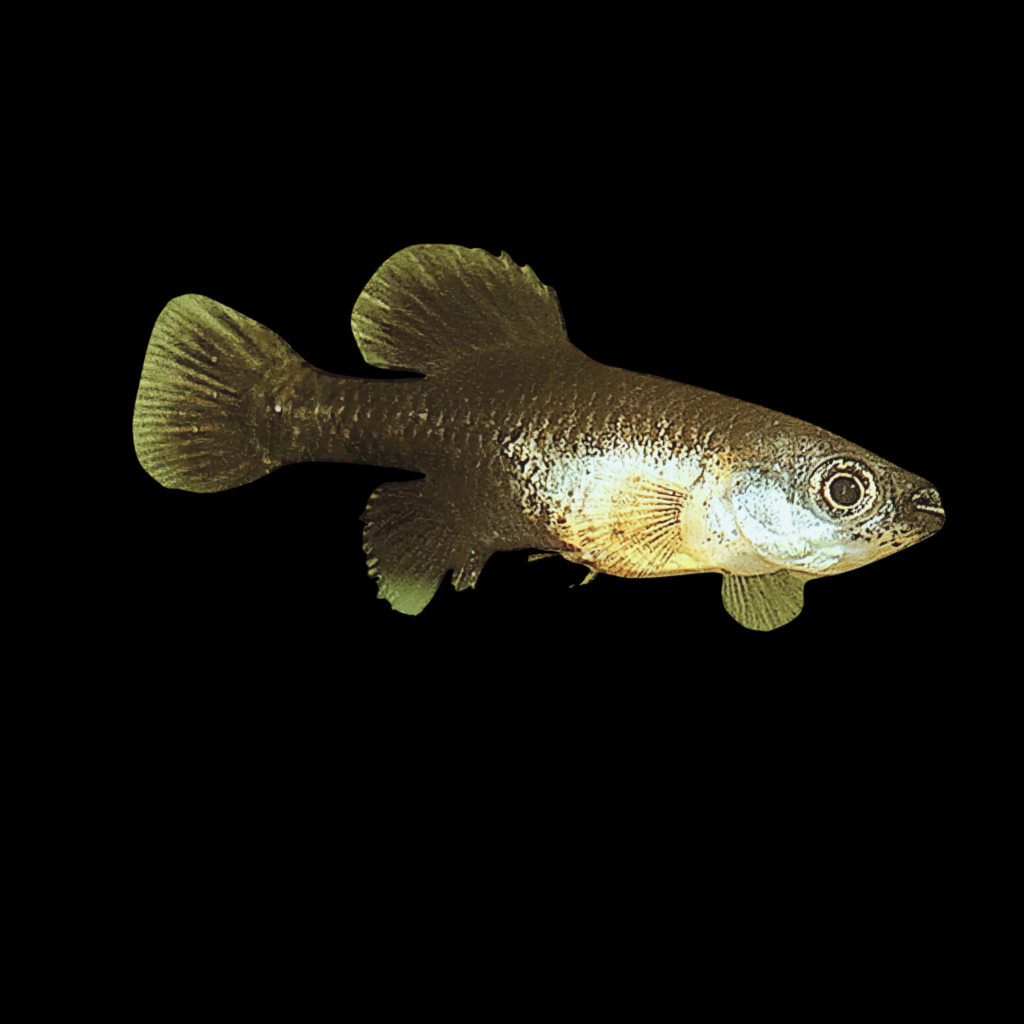 Neotoca Bilienata (2 - 3cm)