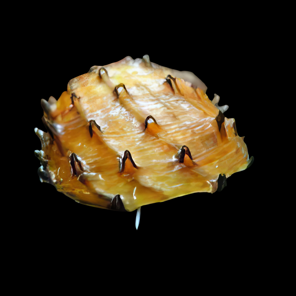 Neritina Juttingae (2cm)