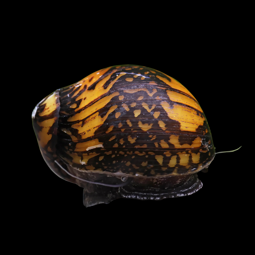 Neritina Sp Batik (1cm)