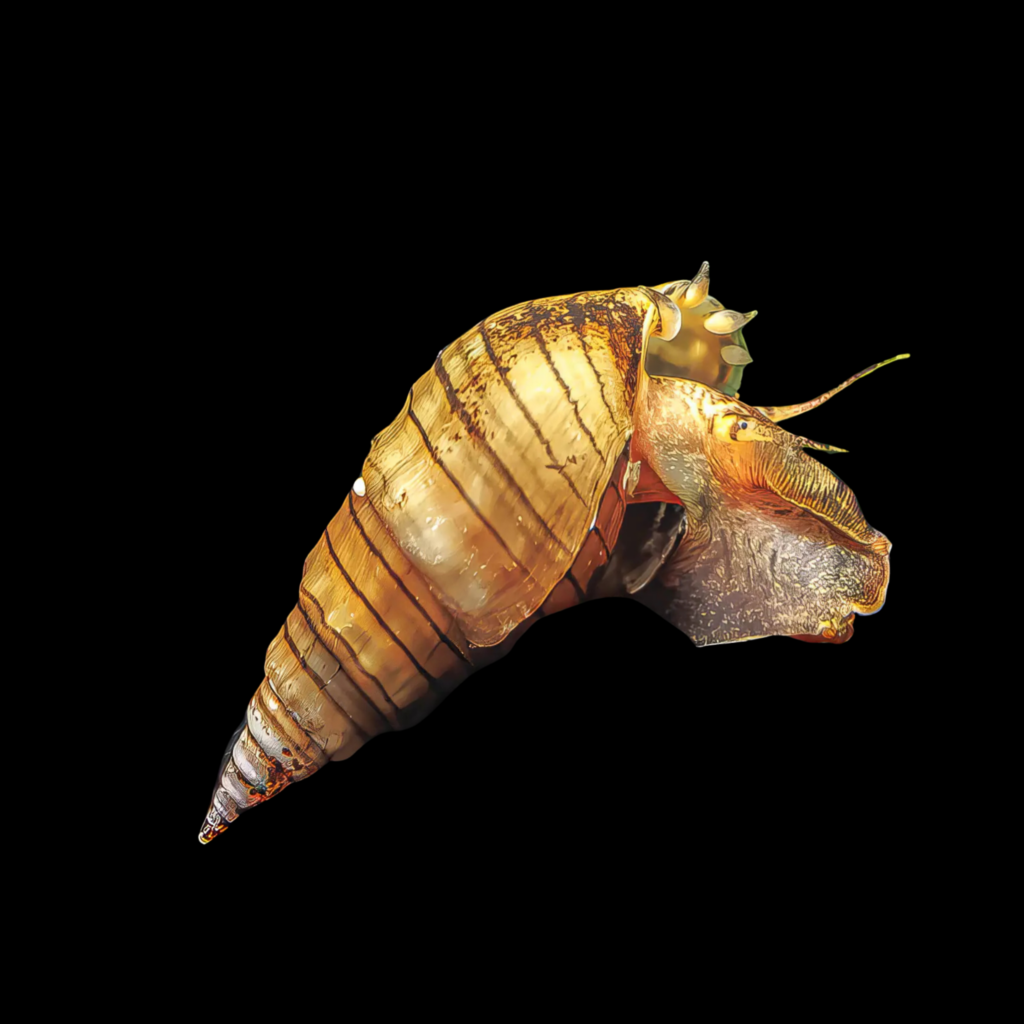 Neritina Sp Prambanan (1.5 - 2cm)