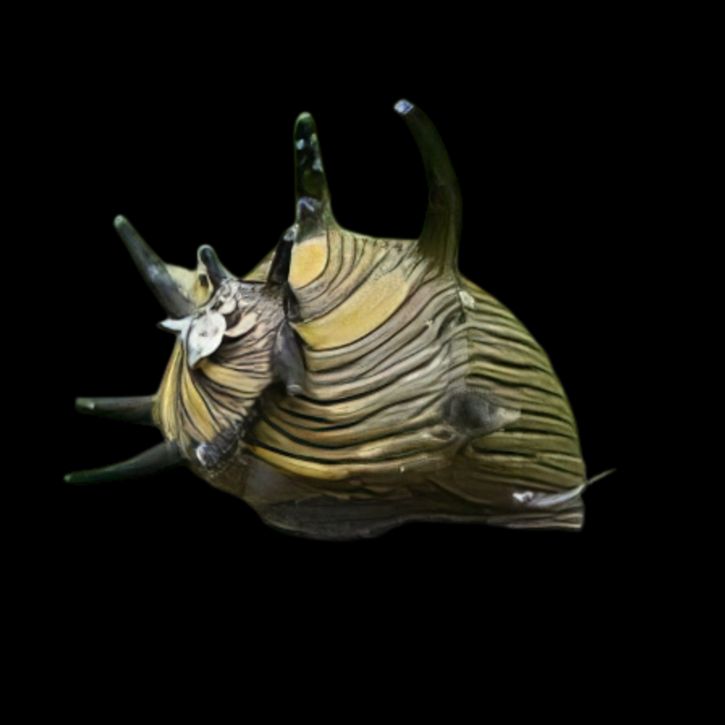Neritina Sp Snail Sun (M)