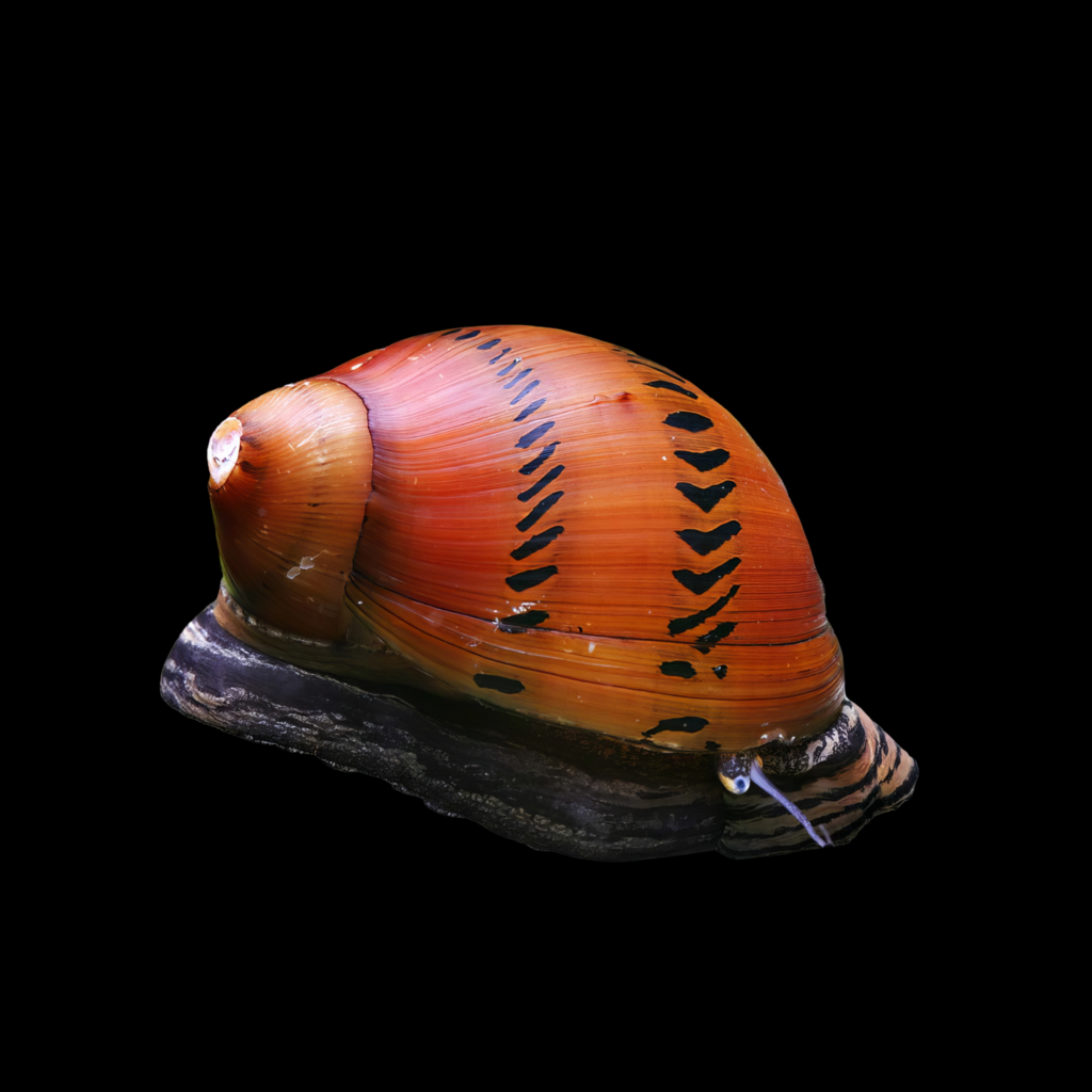 Red Spotted Snail (Neritina sp.) (2cm)