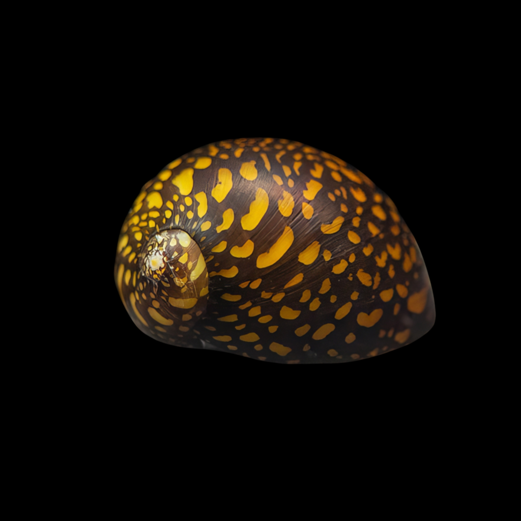 Neritina Sp Tigre (2cm)