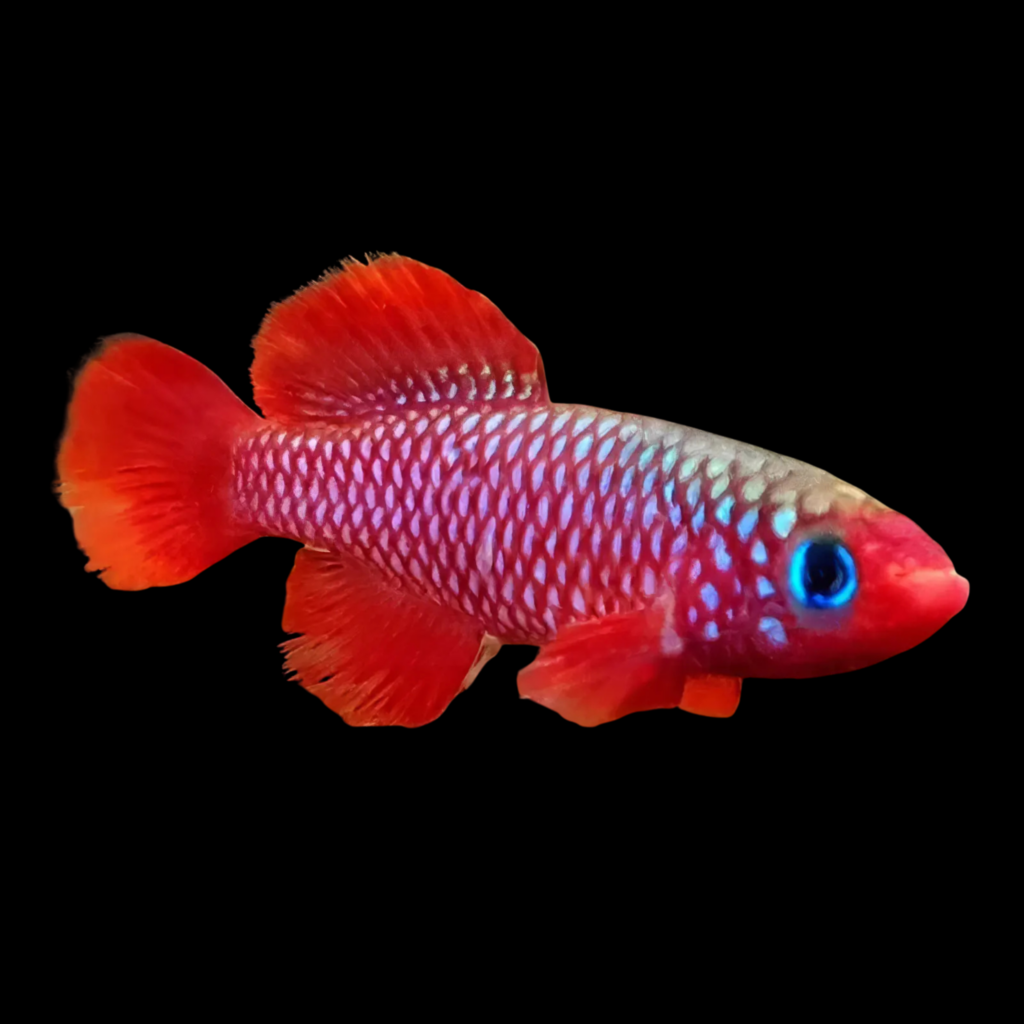 Nothobranchius Cardinalis (2.5 - 3cm)