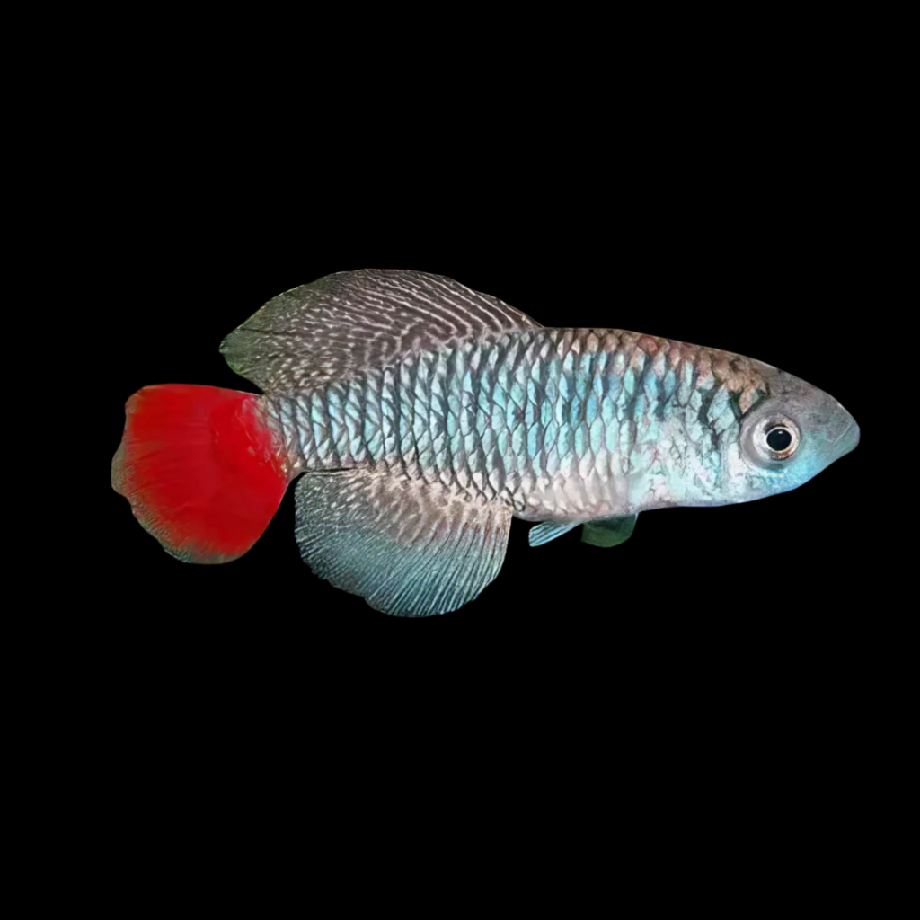 Somalia Nothobranch Nothobranchius Patrizii (2.5 - 3.5cm)