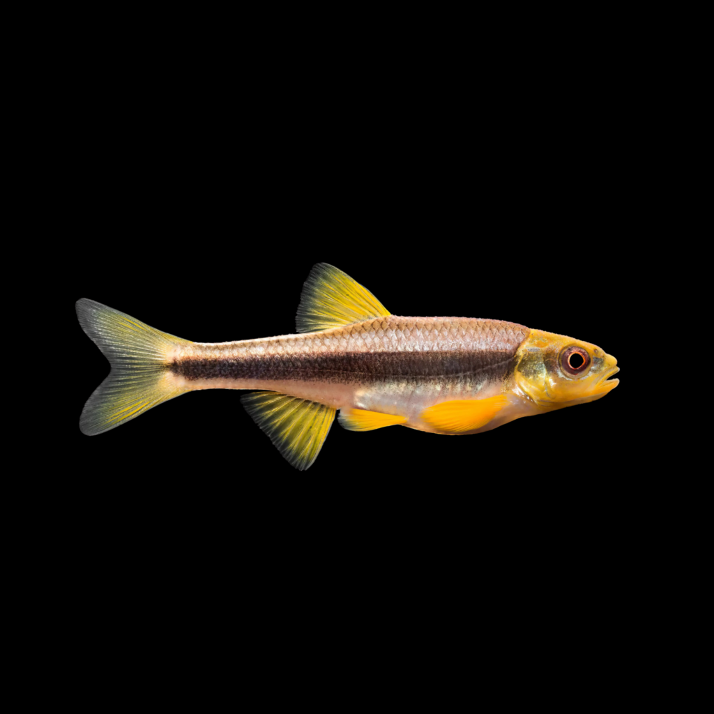 Yellowfin Shiner Barb Notropis Lutipinnis (4.5 - 5cm)