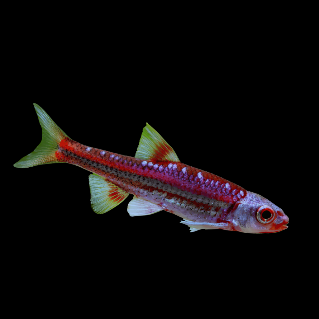 Rainbow Shiner Notropsis Chrosomus (3 - 3.5cm)