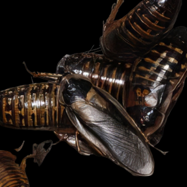 Orange Spotted Roach - Xl 10Pcs