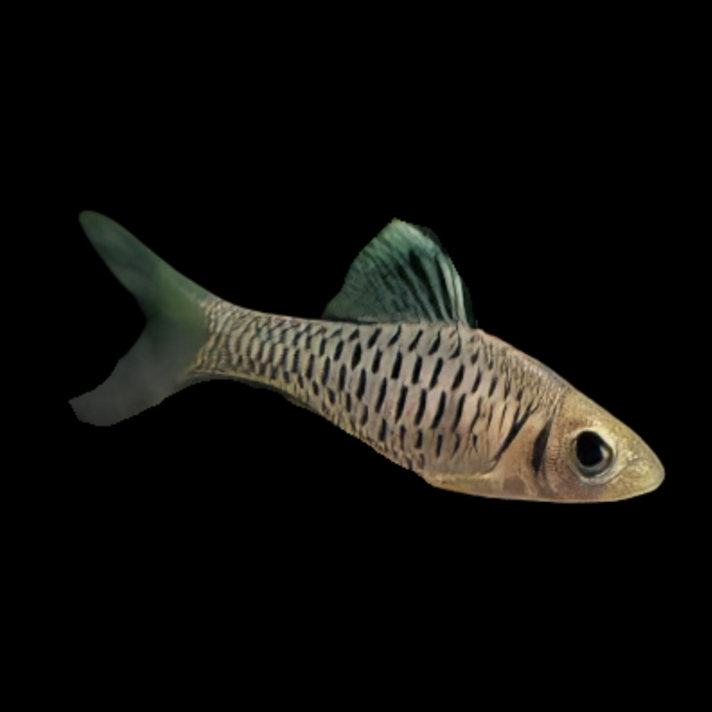 Oreichthys Cosuatis (3 - 4cm)