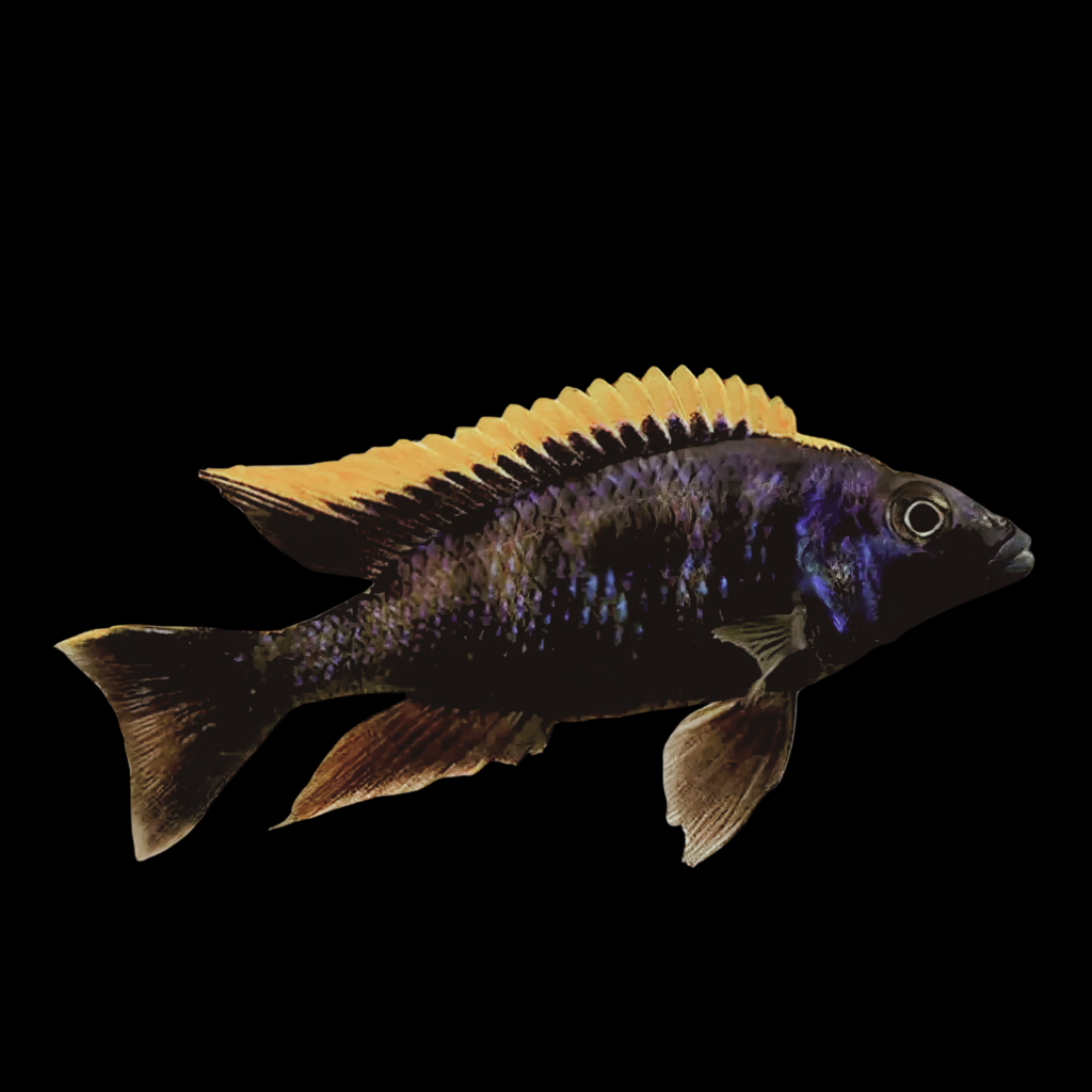 Otthoparinx Lithobates Orange Dorsal African Cichlid (3 - 4cm)