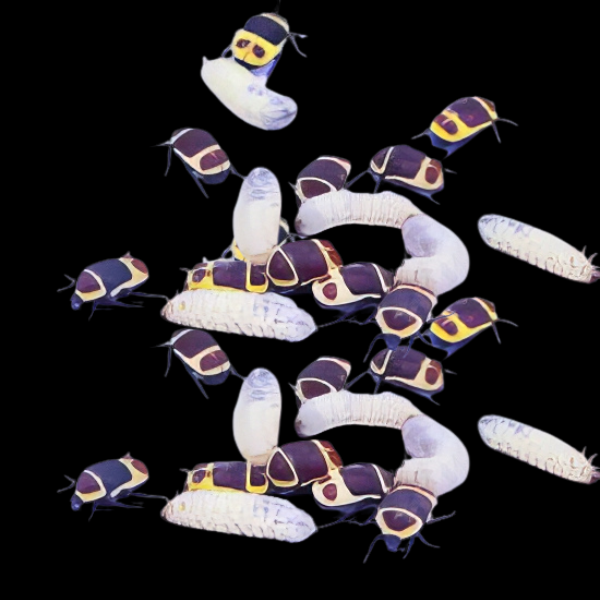 Pachnoda / Butana Sun Beetle Larva Packet
