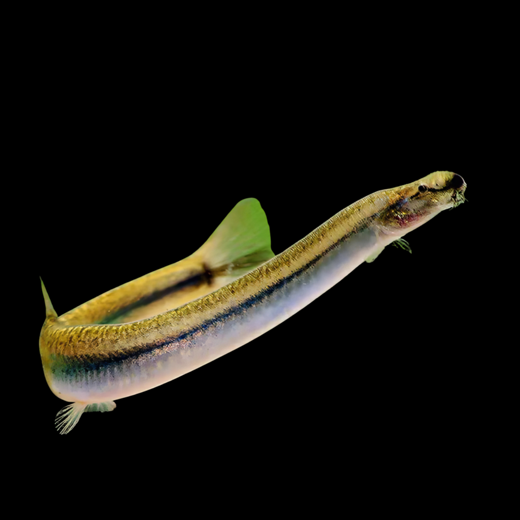 Pangio Kuhlii Anguillaris (6 - 7cm)