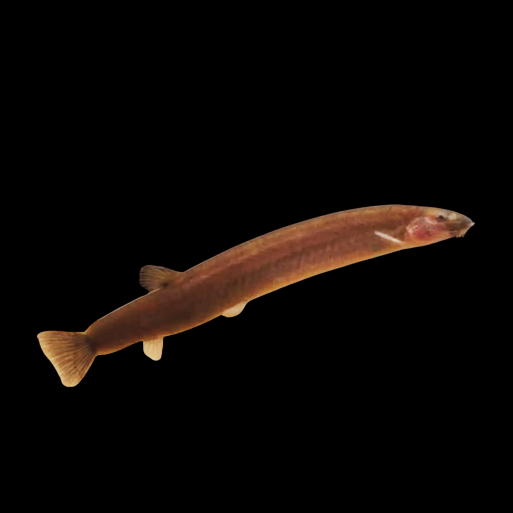 Pangio Kuhlii Javanicus (6 - 7cm)