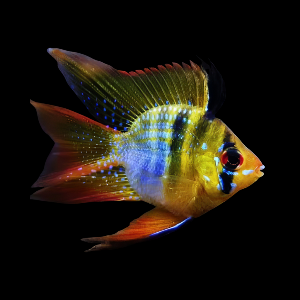 Ramirez Dwarf Cichlid Balloon Papiliochromis Ramirezi Balloon (2.5 - 3cm)