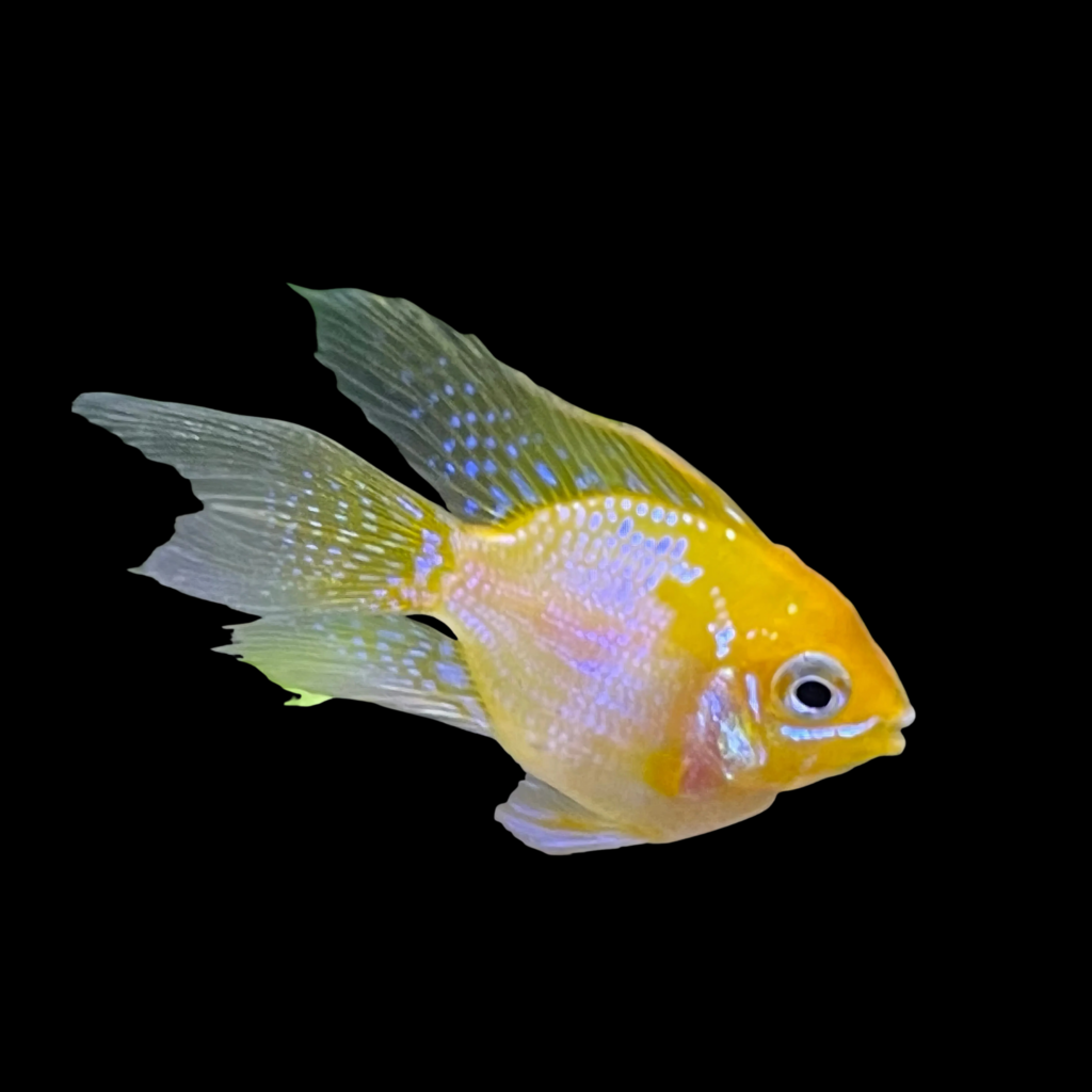Papiliochromis Ramirezi Gold Ballon Long Fin (2 - 3cm)