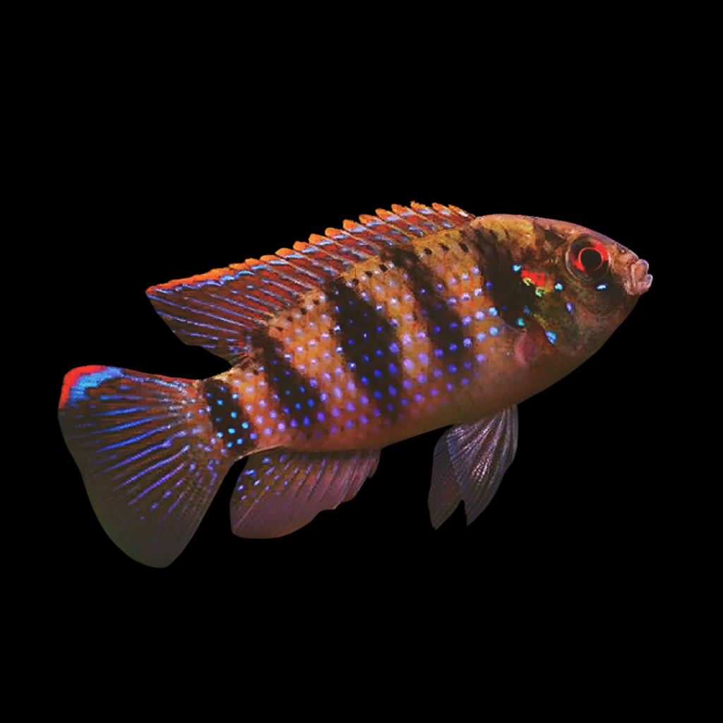 Thomas Pelmatochromis Thomasi African Cichlid (2 - 3cm)
