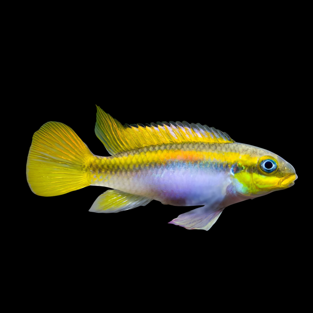 Kribensis Pelvicachromis Taen. Kluegei (4 - 5cm)