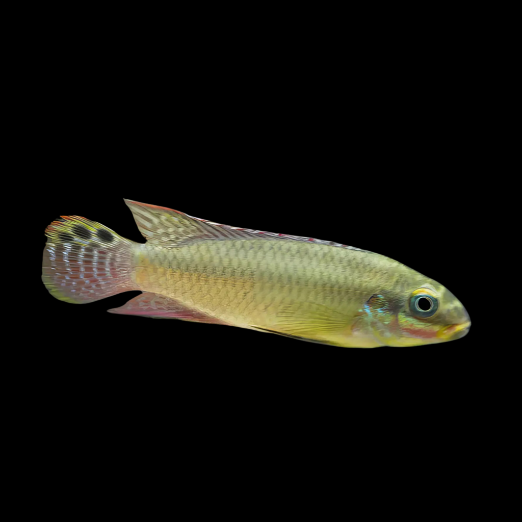 Kribensis Pelvicachromis Taeniatus Kienke (4 - 5cm)