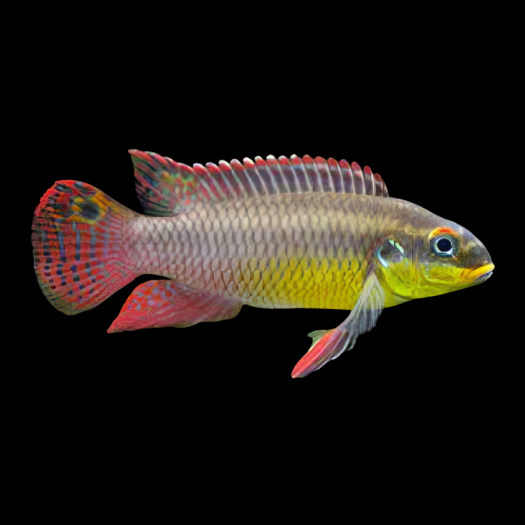 Kribensis Pelvicachromis Taeniatus Molive (4 - 5cm)