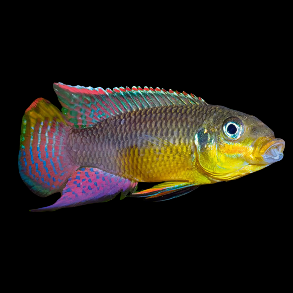 Kribensis Pelvicachromis Taeniatus Nange (4cm)