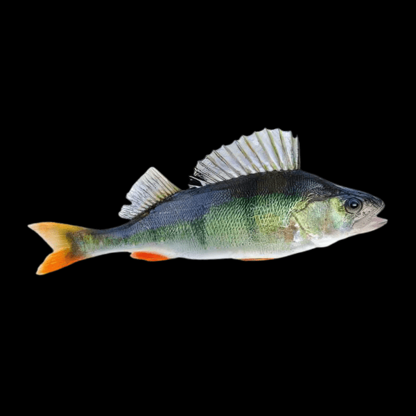 Perch.png Perch 5cm X 10
