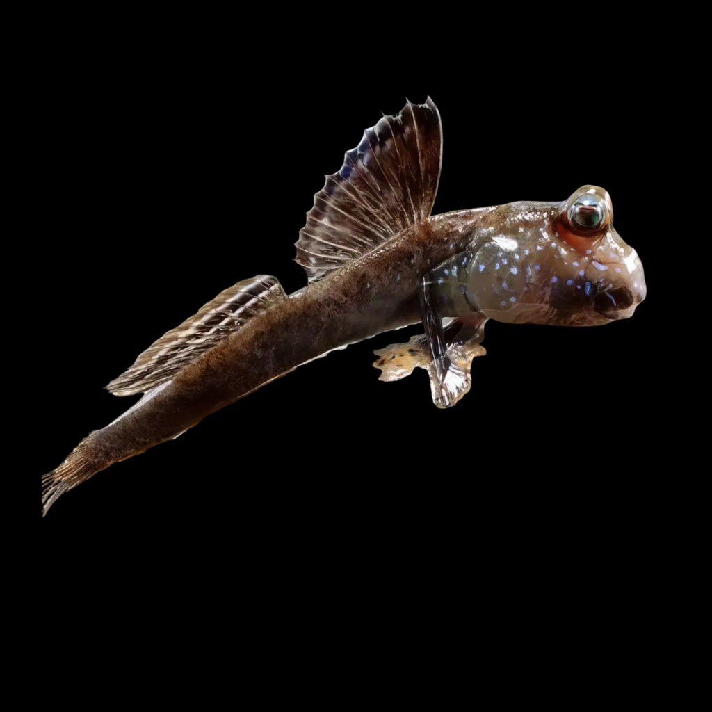 Atlantic Mudskipper Periopthalmus Papilio (12 - 15cm)