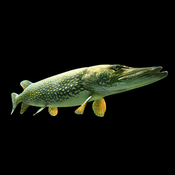 Pike.png Pike 5cm