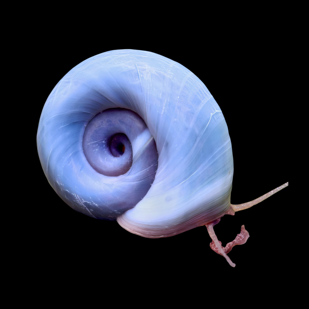 Planorbella Duryi Blue (1 - 1.5cm)