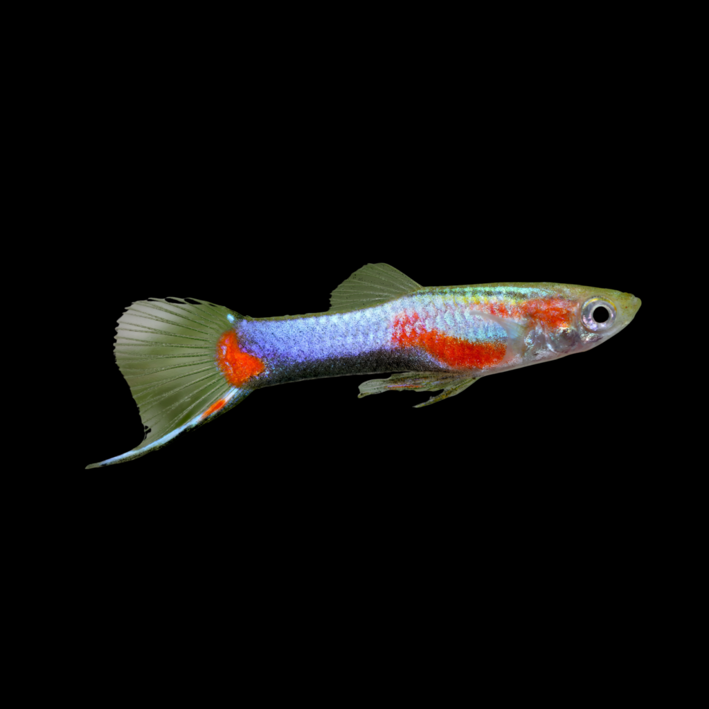 Male Endler Blue Star (1 - 2cm)
