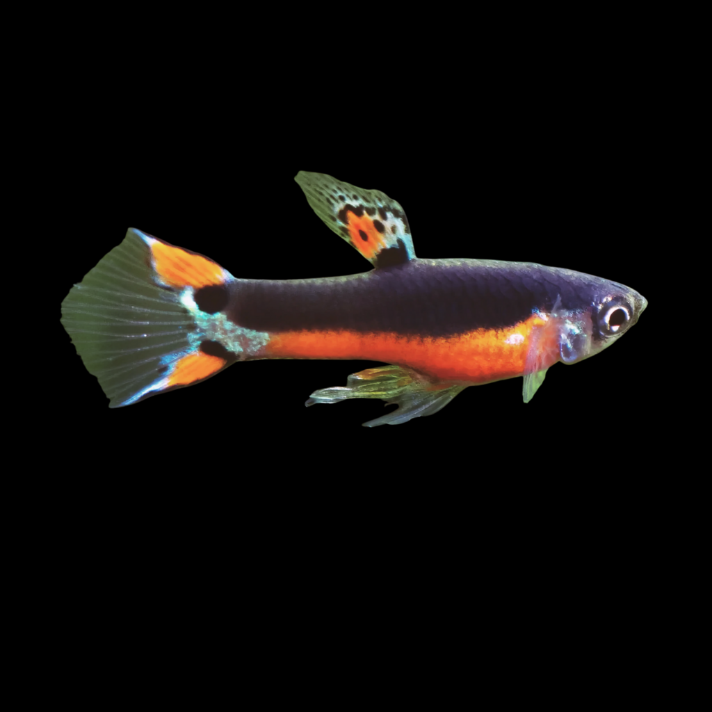 Male Endler Santa Maria (2 - 3cm)
