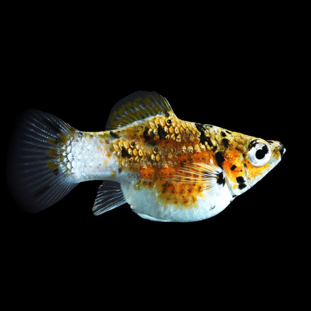 Poecilia Latipinna Ballon Molly Calico (3cm)