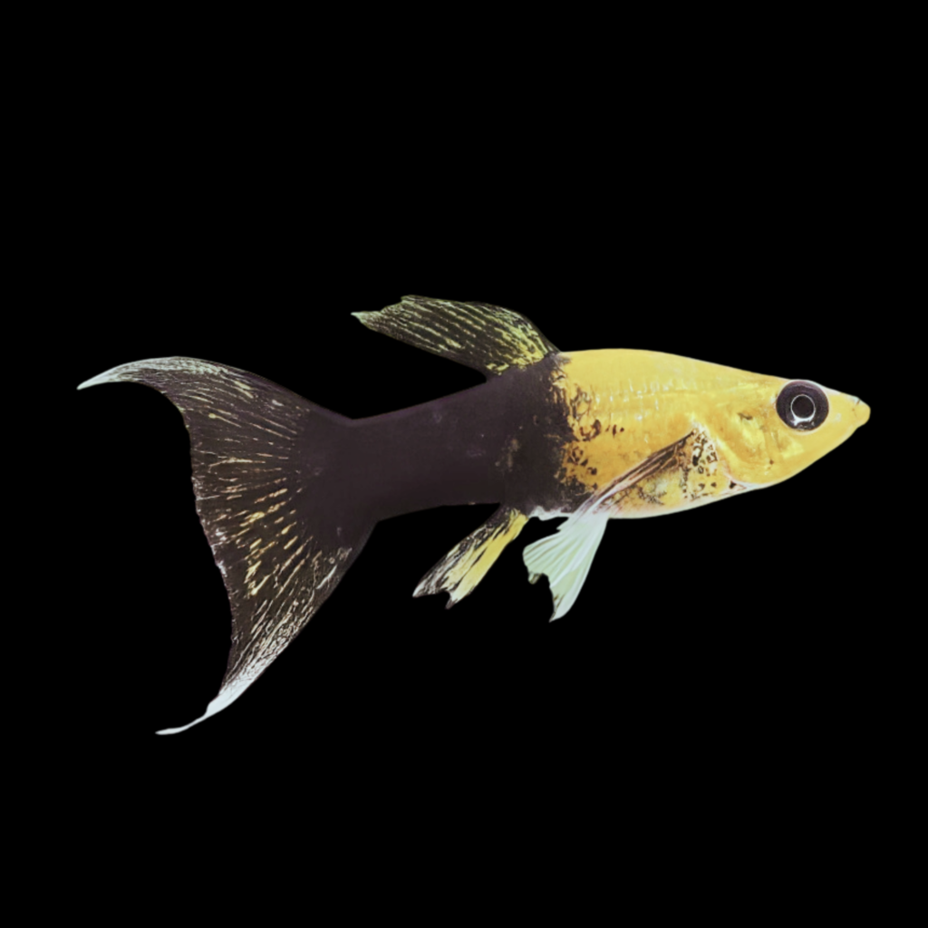 Gold Black Molly Lyra Poecilia Sphenops Gold Black Lyra Molly (3 - 4cm)