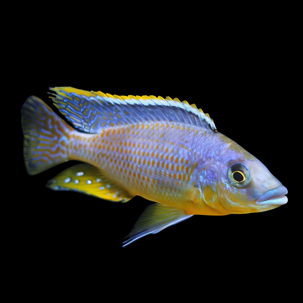 Protomelas Hertae African Cichlid (4 - 5cm)