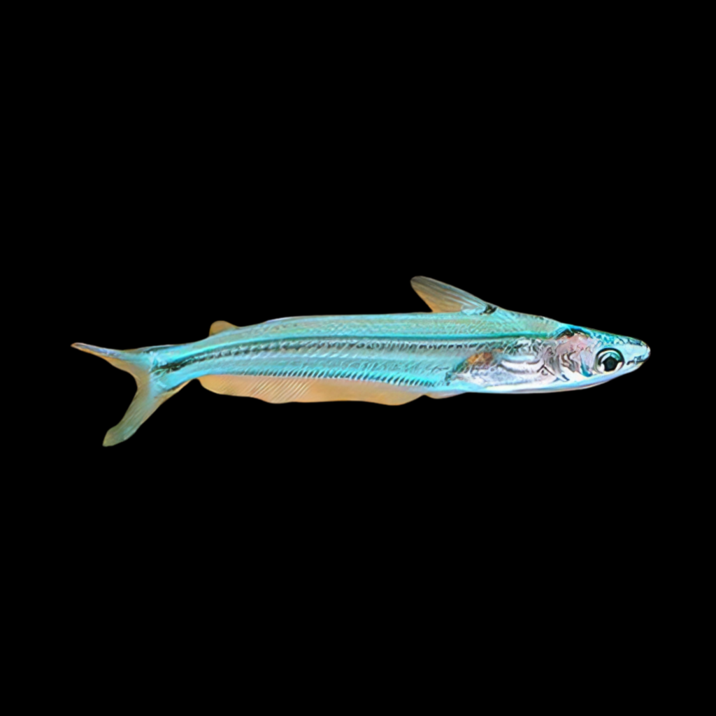 Pseudeutropius Moolenburghae (5 - 7cm)