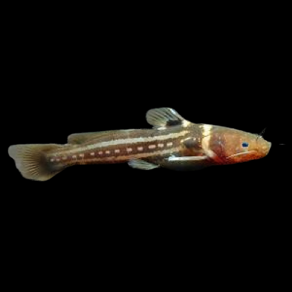 Pseudobagrus Trilineatus (4 - 5cm)