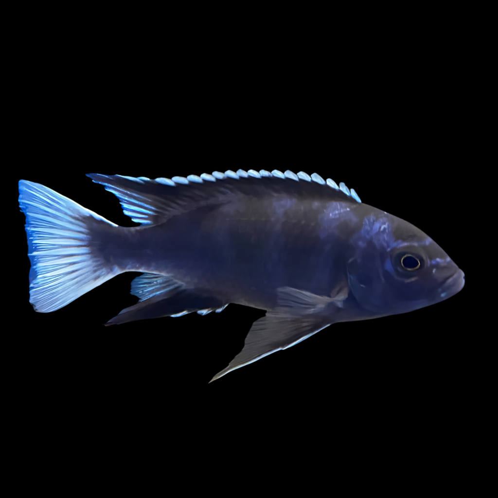 Pseudotropheus Acei Ngara (4 - 5cm)