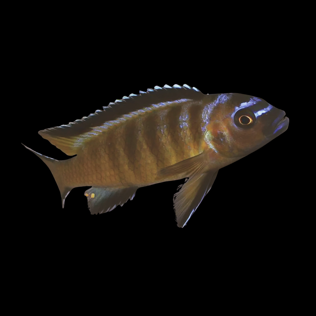 Pseudotropheus Elongatus Usisya Mara Rock (5 - 6cm)
