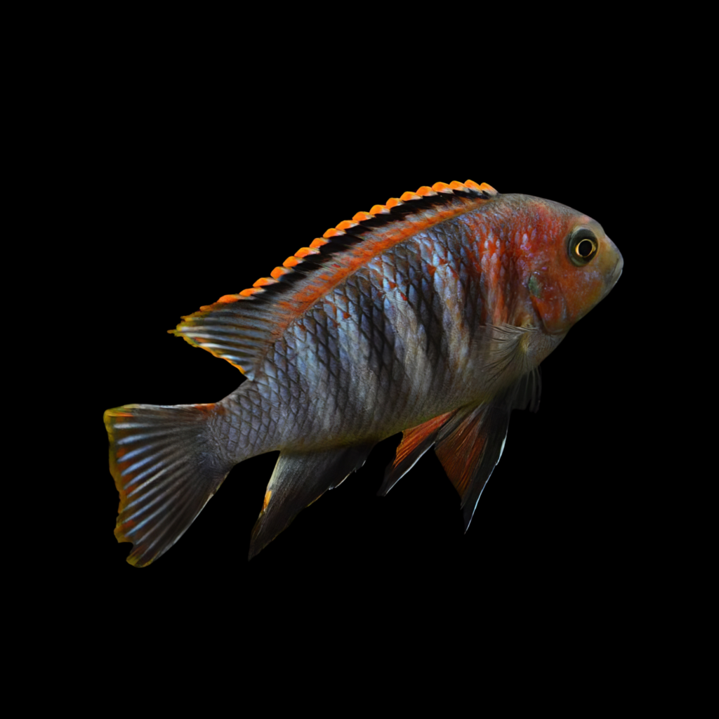Nyasa Blue Cichlid Zebra M Pseudotropheus Zebra Red Fin (XL)