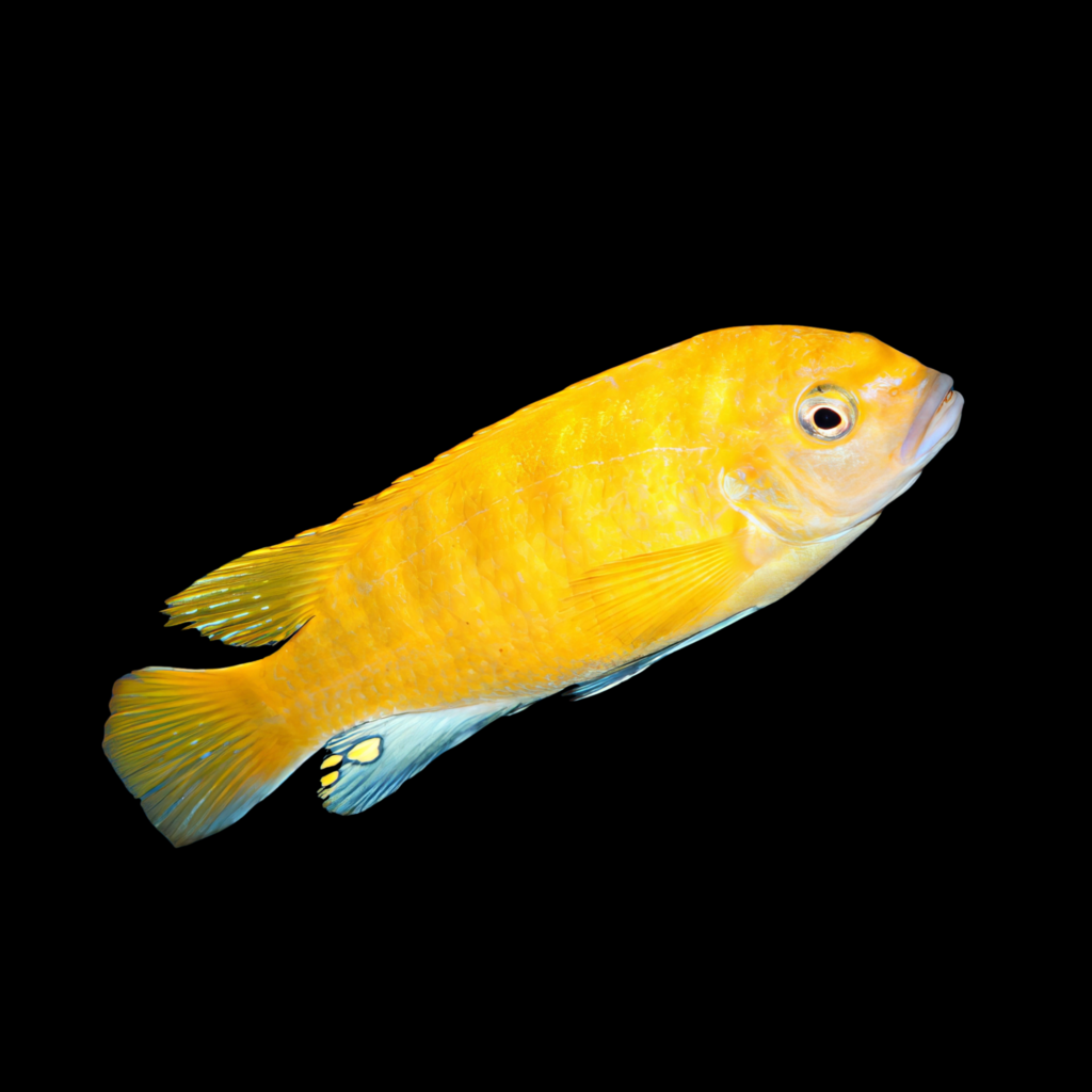 Pseudotropheus Zebra Gold Mundola Point Sp (4 - 5cm)