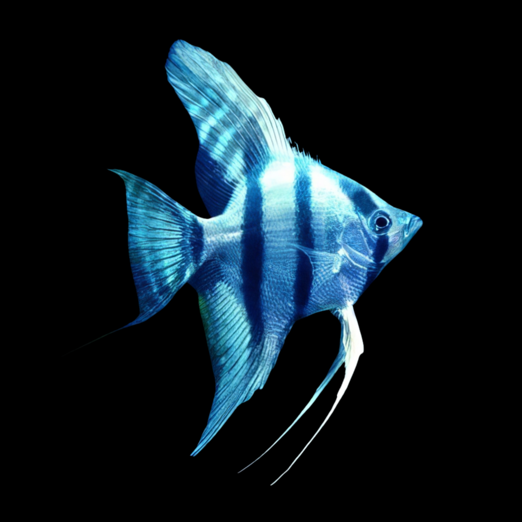 Blue Angelfish Pterophyllum Scalare (3 - 3.5cm)