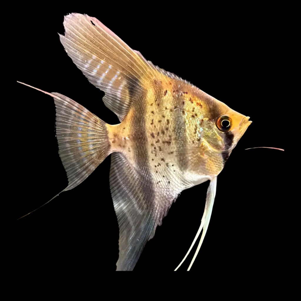 Guyana Red Dragon Angelfish Pterophyllum Scalare (3 - 4cm)