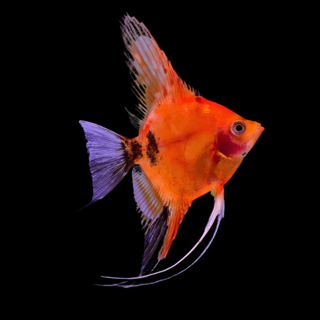Koi Diamond Angelfish Pterophyllum Scalare (4.5 - 5cm)