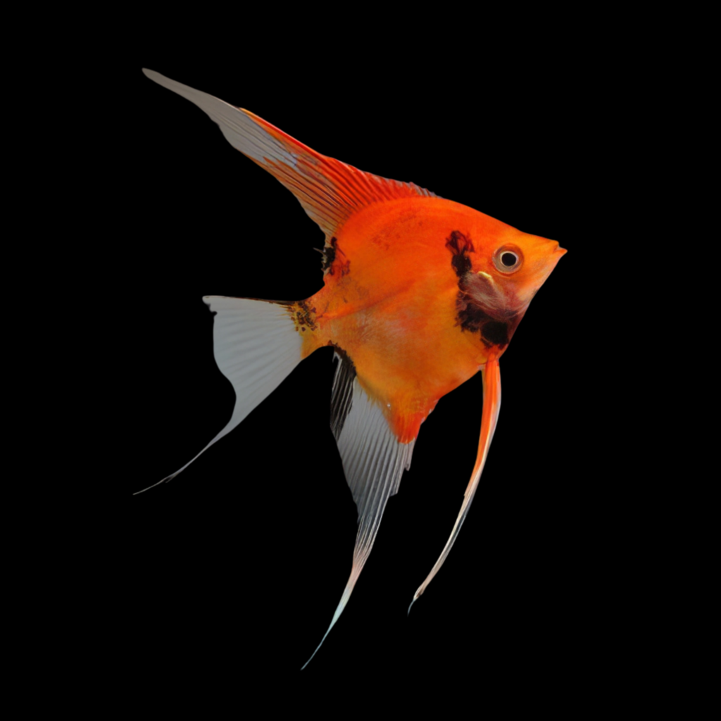 Koi Diamond Angelfish Pterophyllum Scalare (3.5 - 4cm)