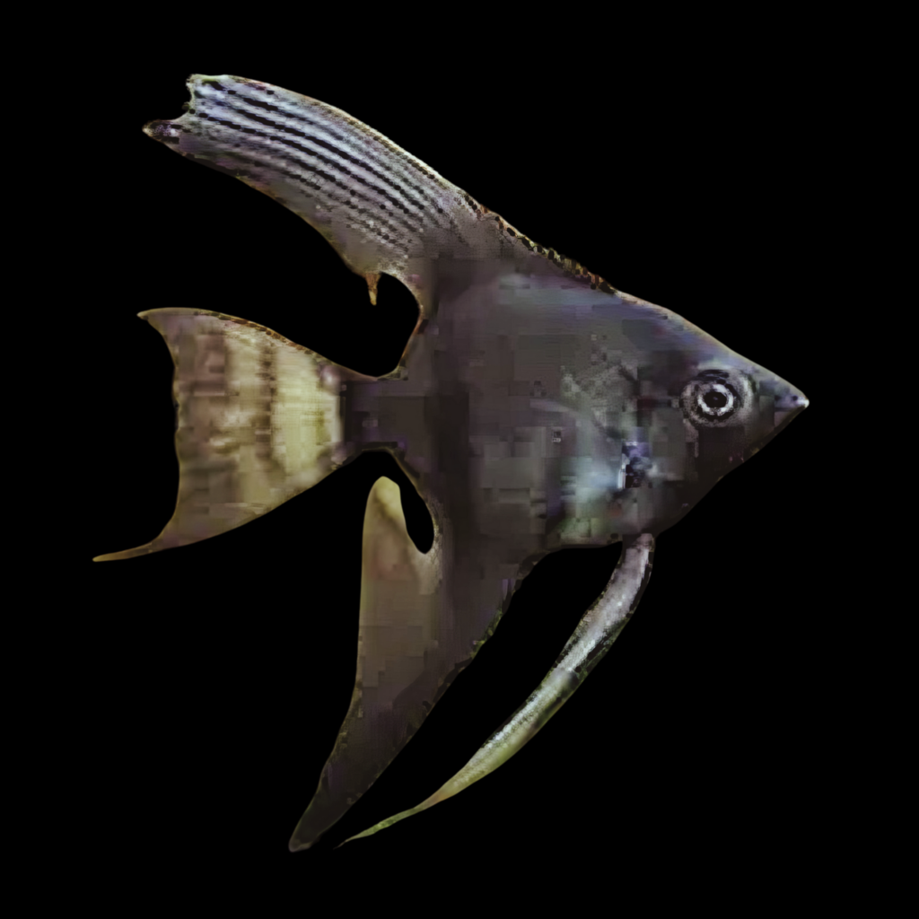 Black Pinoy Angelfish Pterophyllum Scalare  (3 - 3.5cm)